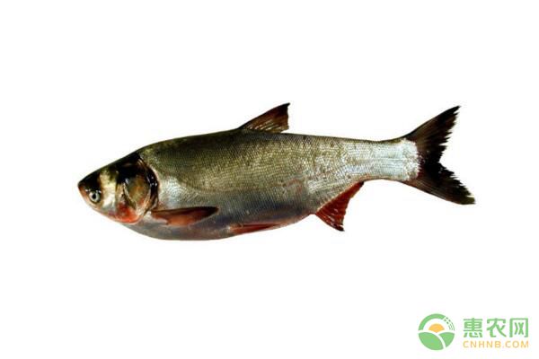 鰱魚生活習性、魚病防治等無公害養(yǎng)殖技術(shù)要點