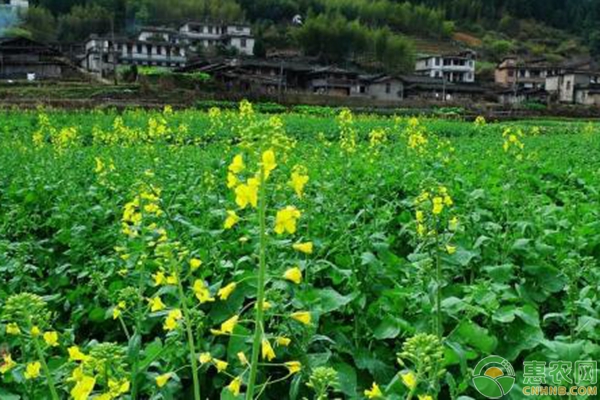 雙低雜交油菜高產(chǎn)栽培技術(shù)及病蟲(chóng)害防治
