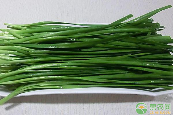 韭菜干梢與葉尖發(fā)黃防治方法