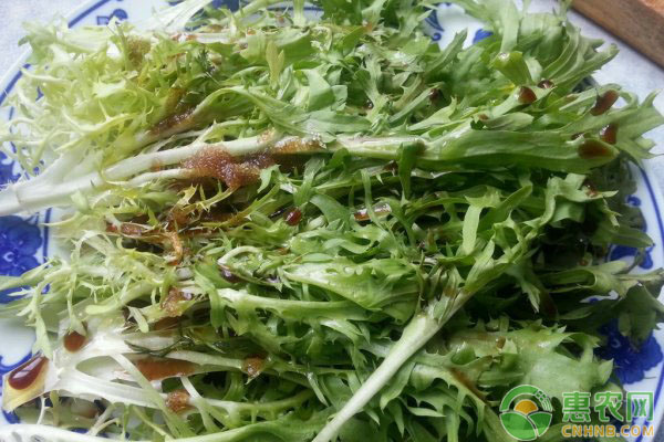 苦菊种植