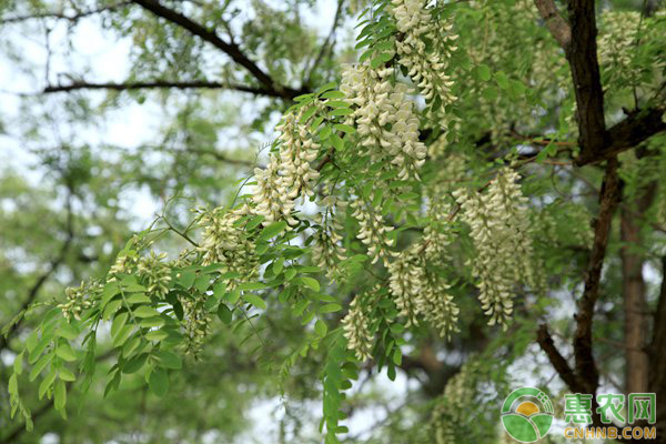 香花槐