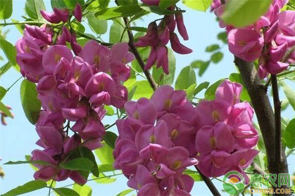 香花槐繁育技术