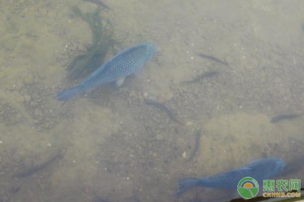 <a href='http://mixian138.com/t/58429.html' class='j-href' target='_blank'><span style='color:#FF8001'>鯽魚(yú)養(yǎng)殖</span></a>