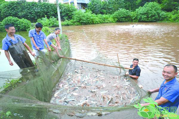 鯽魚(yú)養(yǎng)殖需要注意環(huán)境