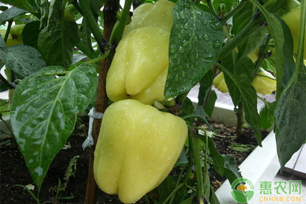 甜椒高產(chǎn)優(yōu)質(zhì)
