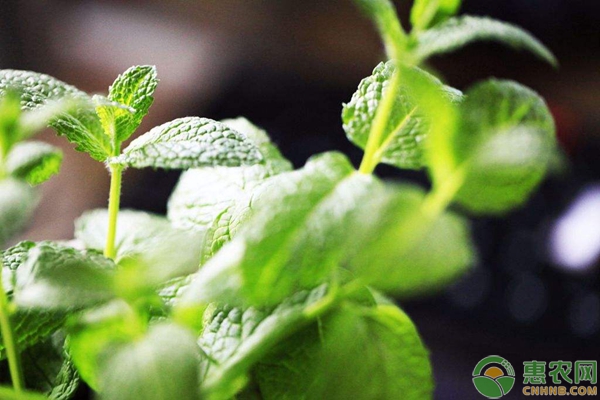 薄荷的种植方法要点
