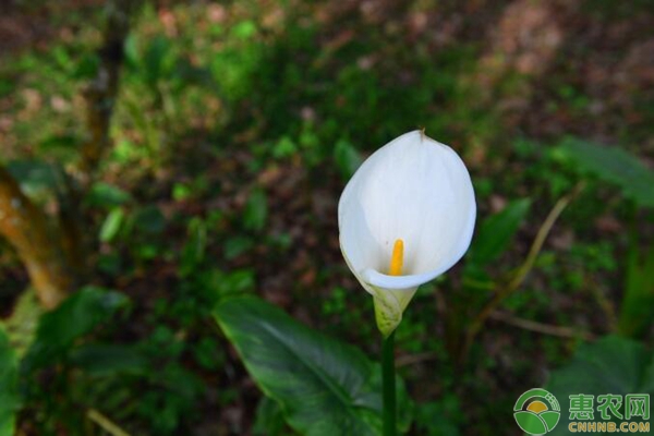 彩色馬蹄蓮的種植栽培技術(shù)要點(diǎn)