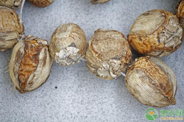檳榔的種植方法要點