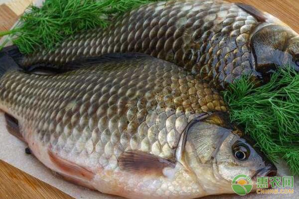 越冬魚類疾病防治、水質(zhì)管理、體質(zhì)培育等要點管理