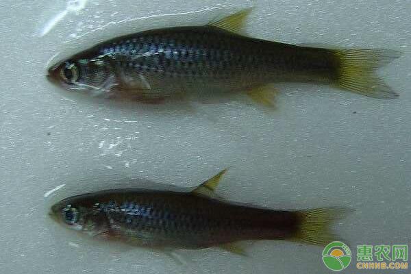 白甲鱼鱼苗培育训化管理及病害防治技术