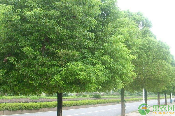 香樟優(yōu)質(zhì)苗的培養(yǎng)及高效栽培管理技術(shù)