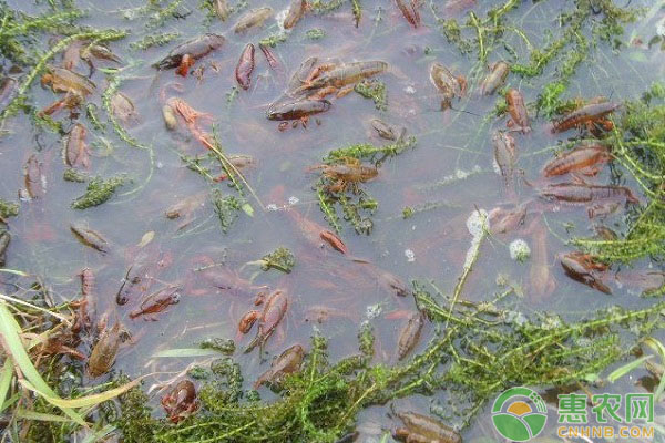 水產(chǎn)養(yǎng)殖：池塘底部的青苔如何清除？