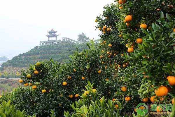 柑橘的种植技术要点