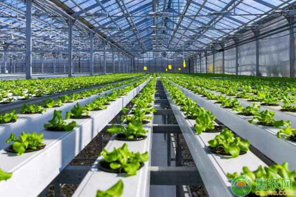 蔬菜大棚煙熏劑施放時間、施藥劑量等要點講解