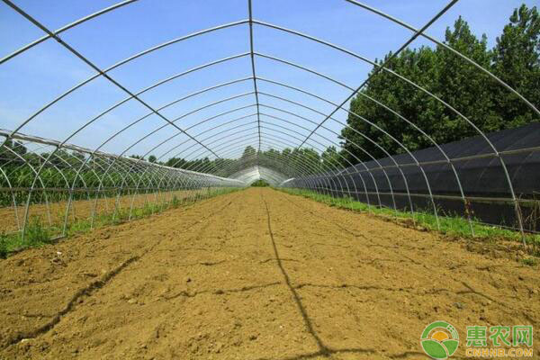 蔬菜大棚煙熏劑施放時間、施藥劑量等要點講解