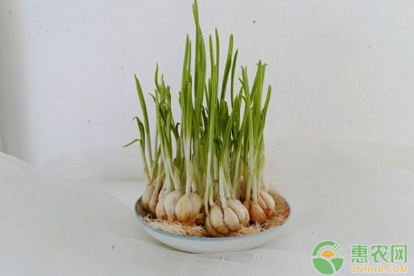 溫室蒜苗栽培技術