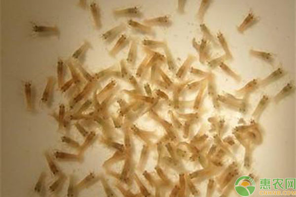 <a href='http://www.iweekee.cn/t/117235.html' class='j-href' target='_blank'><span style='color:#FF8001'>小龍蝦苗</span></a>種