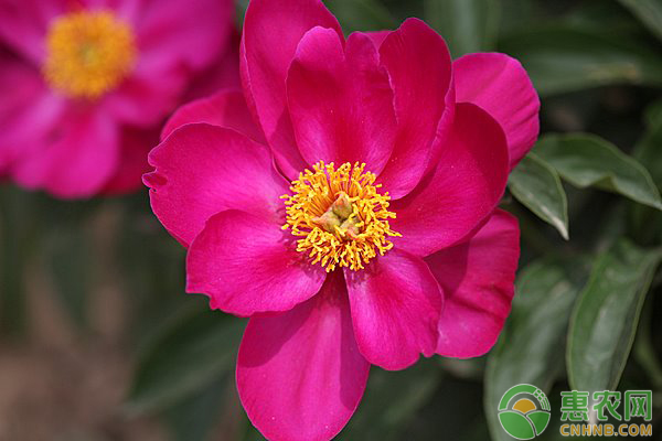 芍药移栽