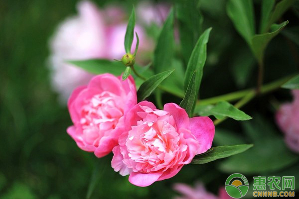 芍药移栽时期