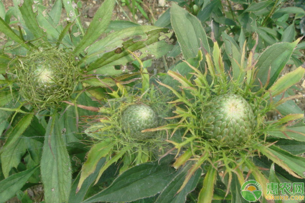 中藥材白術(shù)的規(guī)范化栽培技術(shù)要點(diǎn)