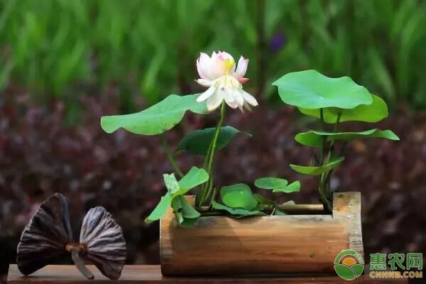 盆景碗蓮苗種購買注意事項及栽植技術(shù)