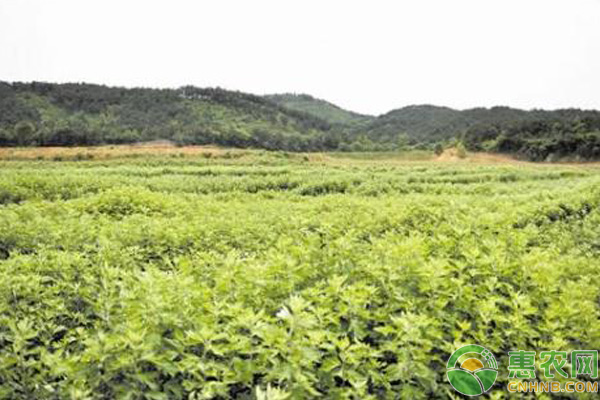 艾叶的种植时间和栽培要点