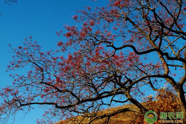 黑棗樹不同階段修剪技術(shù)的注意事項(xiàng)