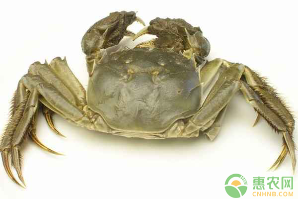 河蟹冬季管理措施