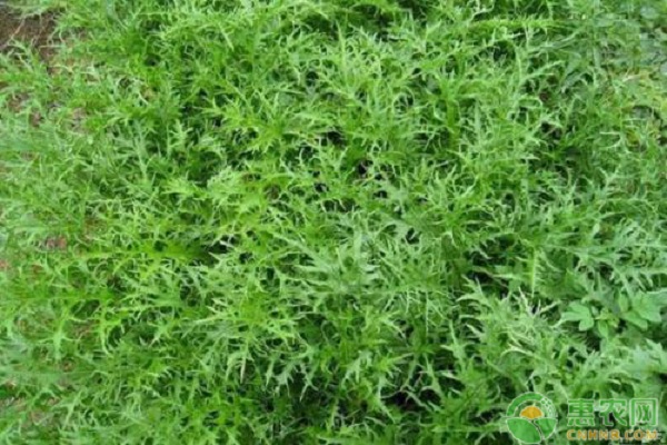 芥菜的种植管理技术要点