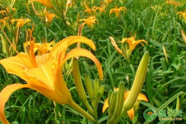 种植黄花菜