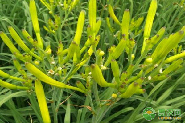 黄花菜的<a href='https://www.cnhnb.com/t/42177.html' class='j-href' target='_blank'><span style='color:#FF8001'>种植技术</span></a>