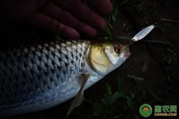 赤眼鱒魚(yú)種規(guī)格、日常管理等無(wú)公害養(yǎng)殖技術(shù)