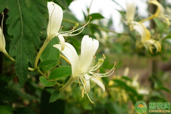 金银花“九丰一号”的特征特性及栽培技术