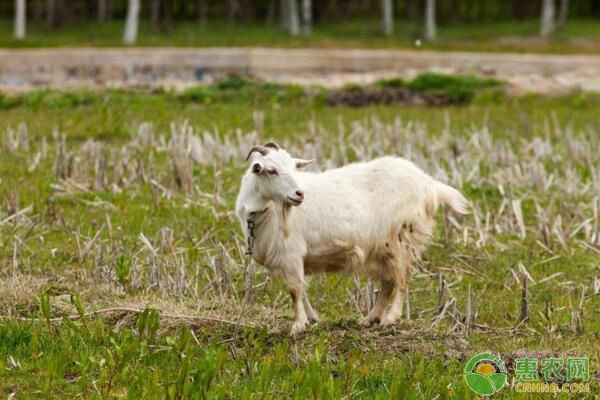 山羊放牧飼養(yǎng)有哪些好處？<a href='http://www.iweekee.cn/t/25722.html' class='j-href' target='_blank'><span style='color:#FF8001'>山羊放養(yǎng)</span></a>管理及注意事項(xiàng)