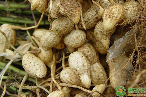 花生根結(jié)線蟲防治措施
