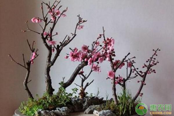 家庭<a href='https://www.cnhnb.com/t/41081.html' class='j-href' target='_blank'><span style='color:#FF8001'>盆栽花卉</span></a>充分见光、补光遮光等光照调节要点
