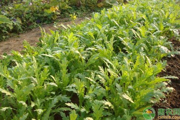 溫室茼蒿的高產(chǎn)種植管理技術(shù)
