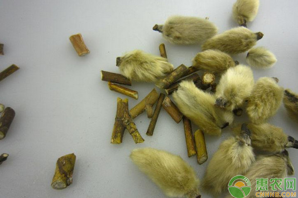 辛夷的標(biāo)準(zhǔn)化栽培管理技術(shù)要點