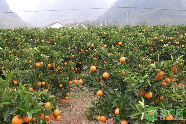 砂糖桔種植建園需要考慮哪些條件？這四點(diǎn)至關(guān)重要！