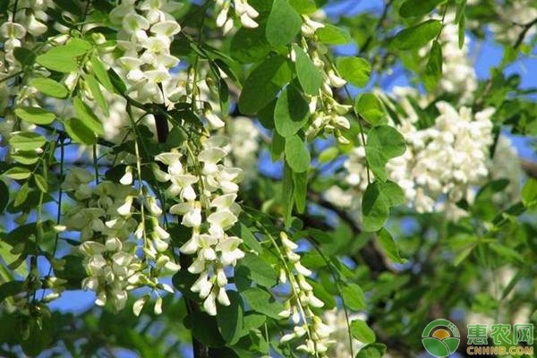 園林植物常見(jiàn)病害及防治方法