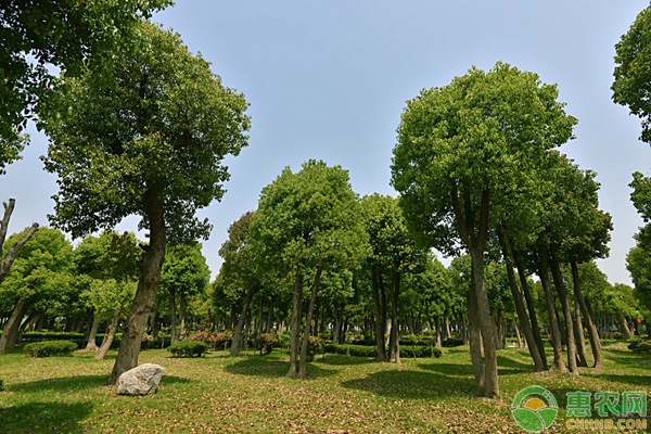 園林植物常見(jiàn)病害及防治方法