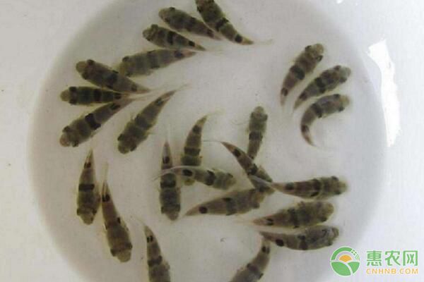魚(yú)苗氣泡病、車(chē)輪蟲(chóng)病、細(xì)菌性爛鰓病防治措施