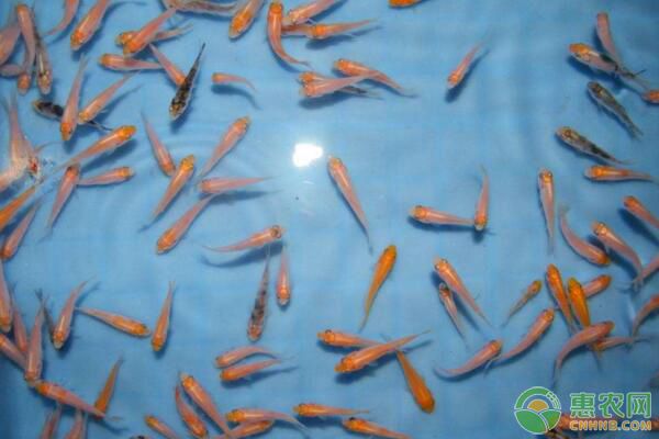 魚(yú)苗氣泡病、車(chē)輪蟲(chóng)病、細(xì)菌性爛鰓病防治措施