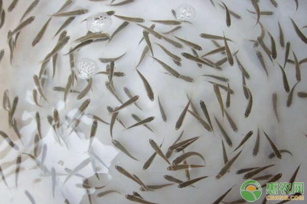 魚(yú)苗氣泡病、車(chē)輪蟲(chóng)病、細(xì)菌性爛鰓病防治措施