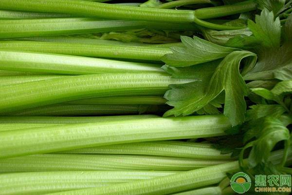 芹菜种植：芹菜抽薹原因及其预防
