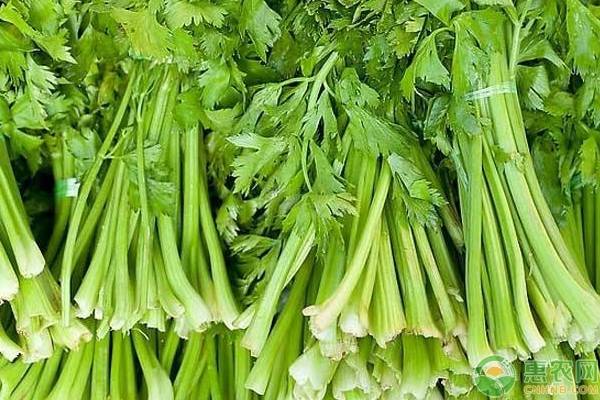 芹菜种植：芹菜抽薹原因及其预防