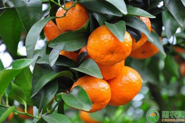 沙糖桔的种植技术要点