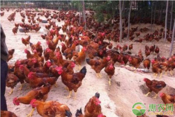 早春蛋雞飼養(yǎng)管理注意事項(xiàng)