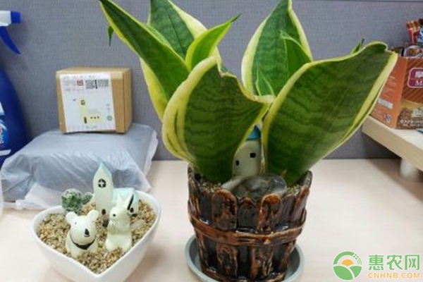 虎皮蘭的功效及養(yǎng)殖方法