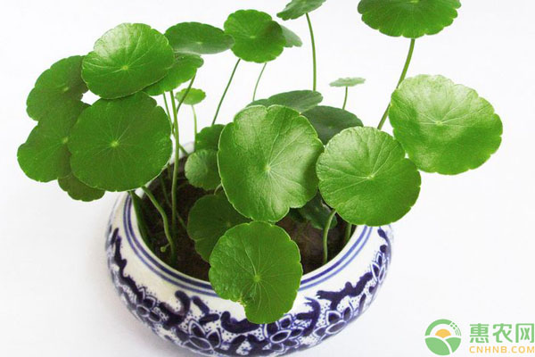 土培銅錢草